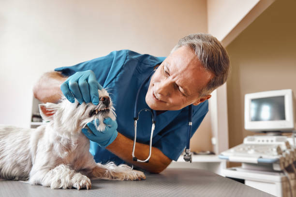 Best Walk-In Emergency Dentist in Johnsonburg, PA